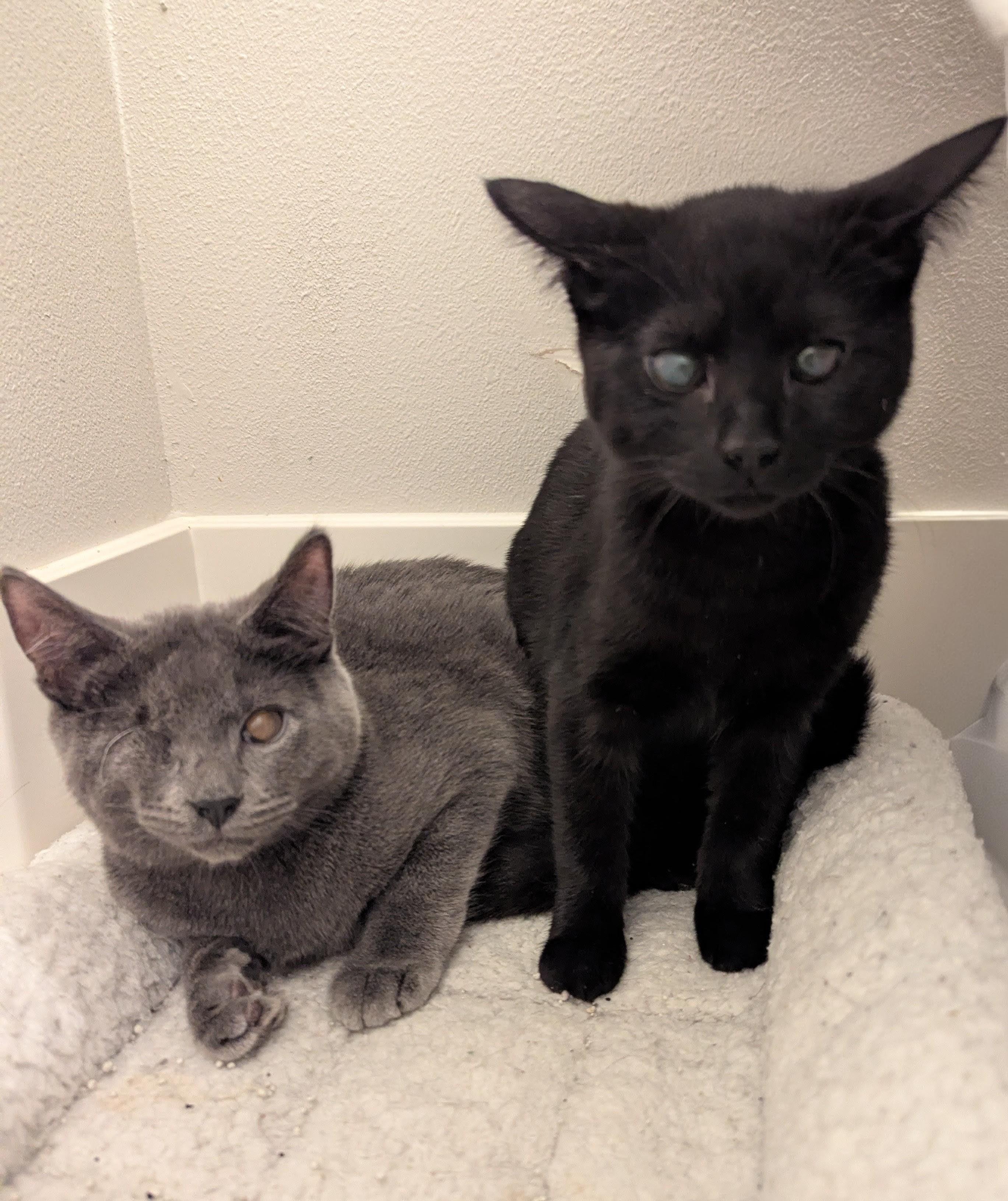 Enlarge Colonel Mustard , a Adoptable mixed breed in West Richland, WA image 2/6