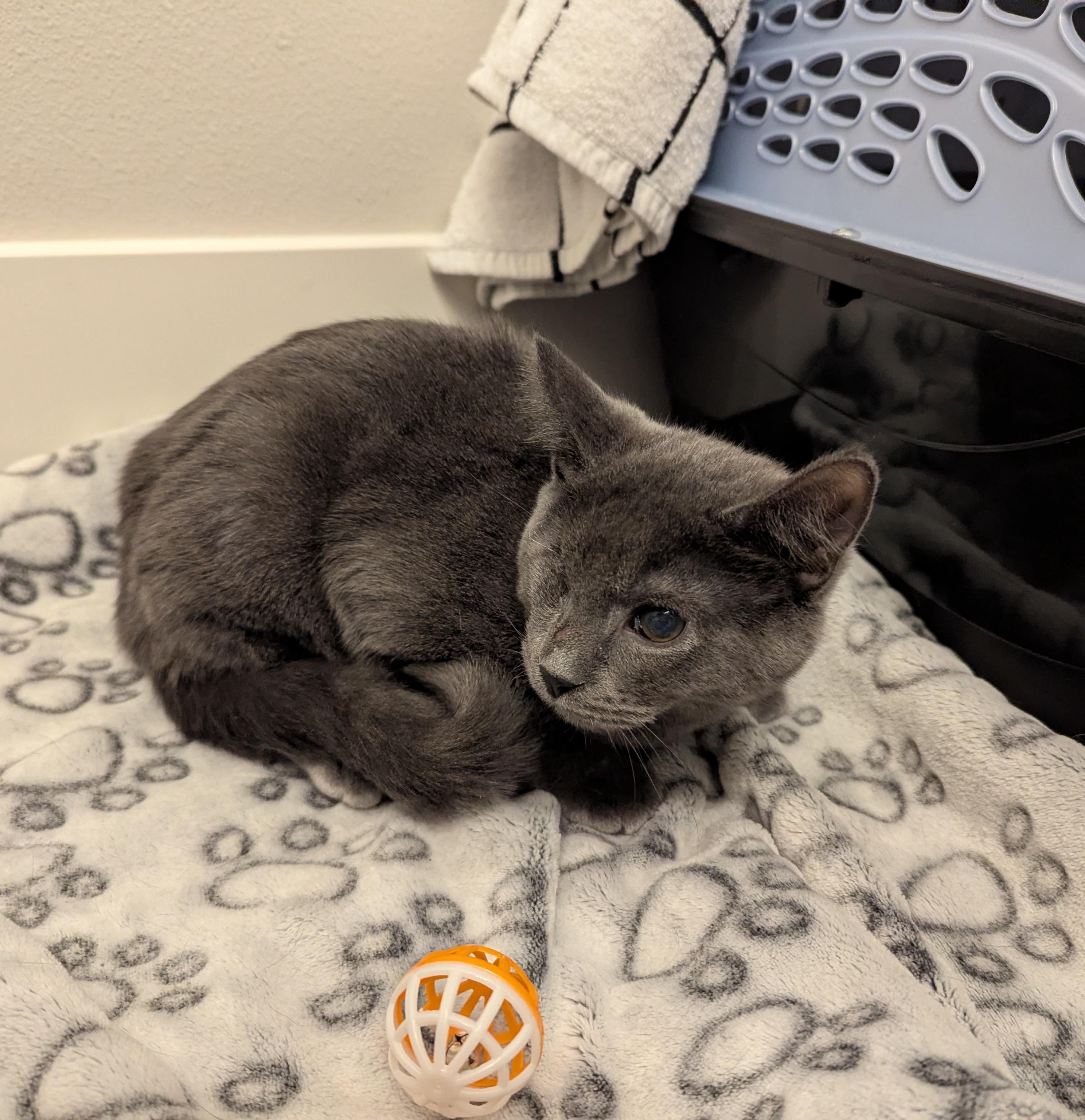 Enlarge Colonel Mustard , a Adoptable mixed breed in West Richland, WA image 3/6