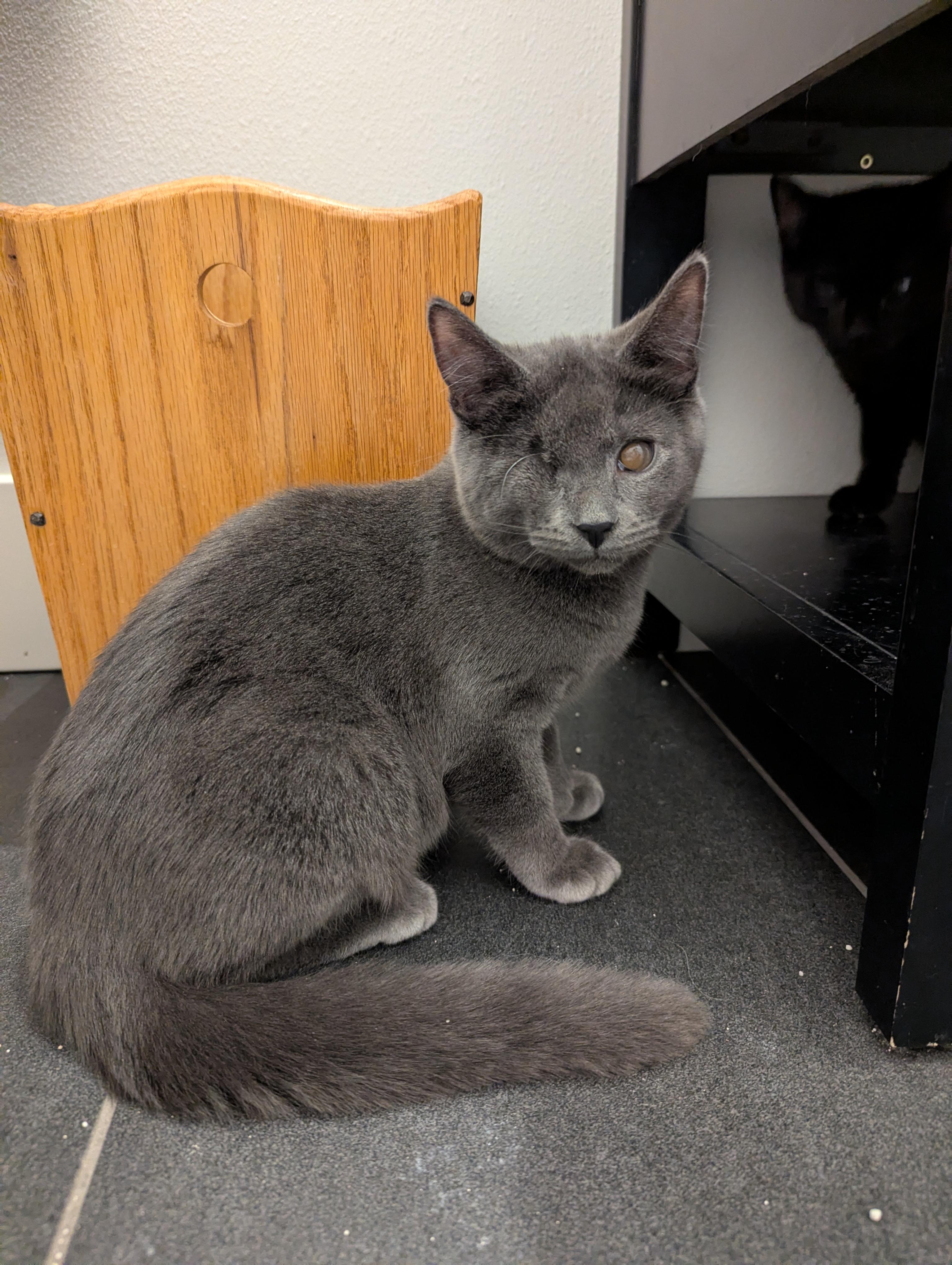 Colonel Mustard , Adoptable, Kitten Male Domestic Short Hair.