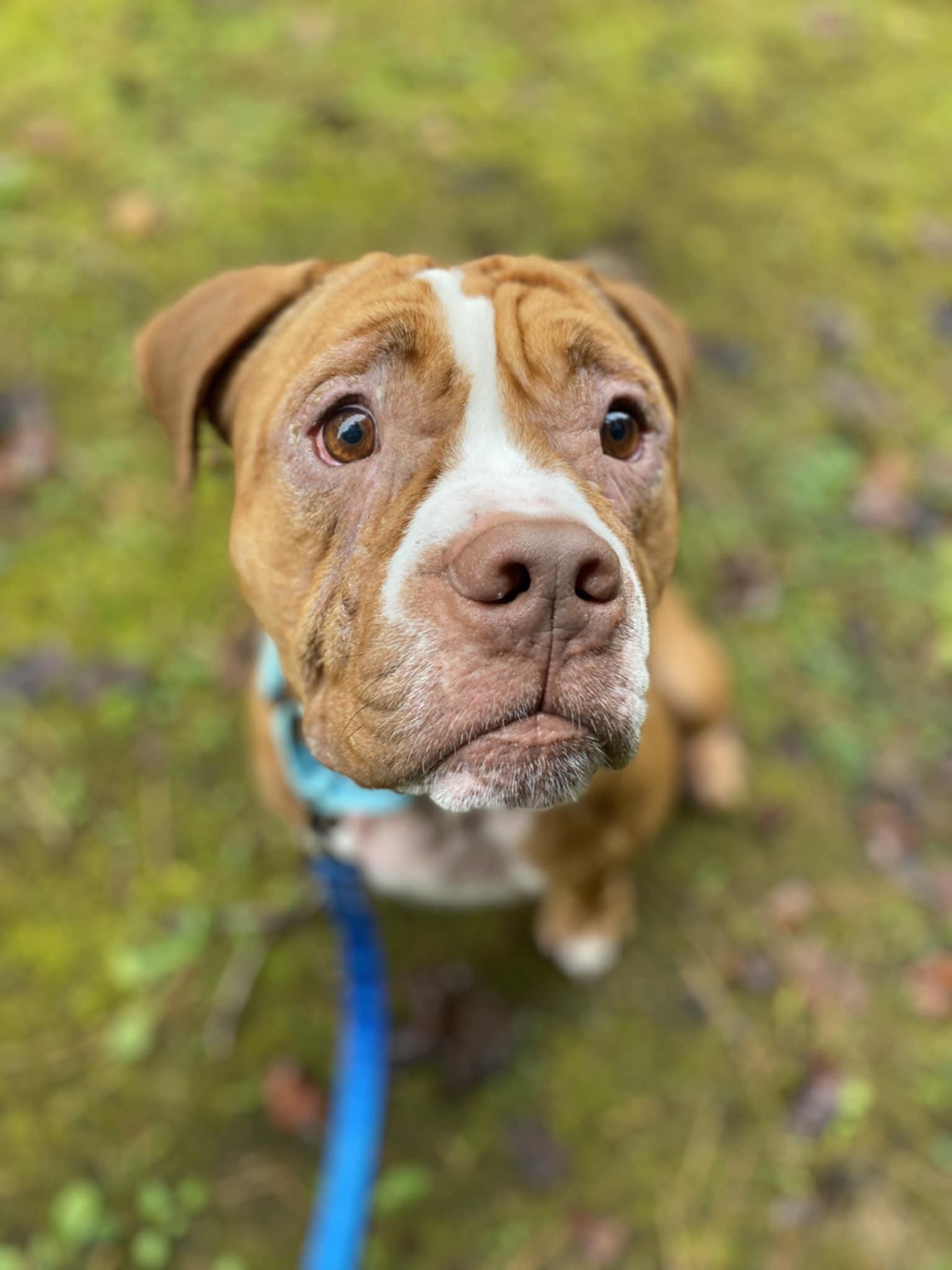 Bowie