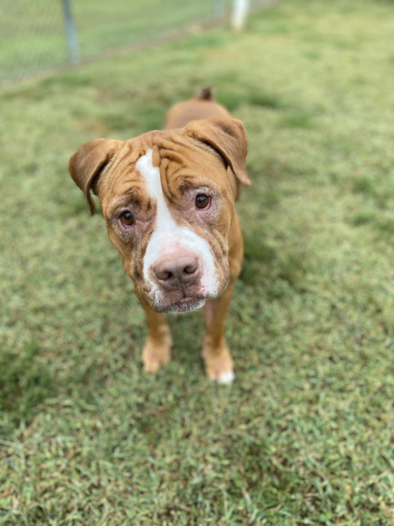 Bowie