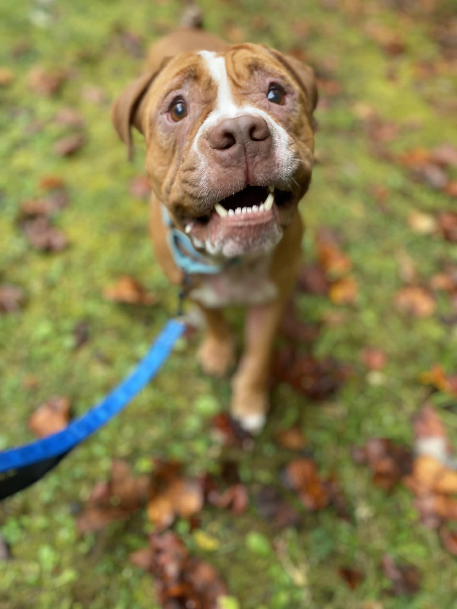 Bowie