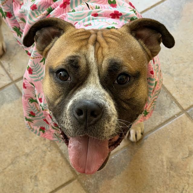 Yuno, Adoptable, Young Female Boxer.