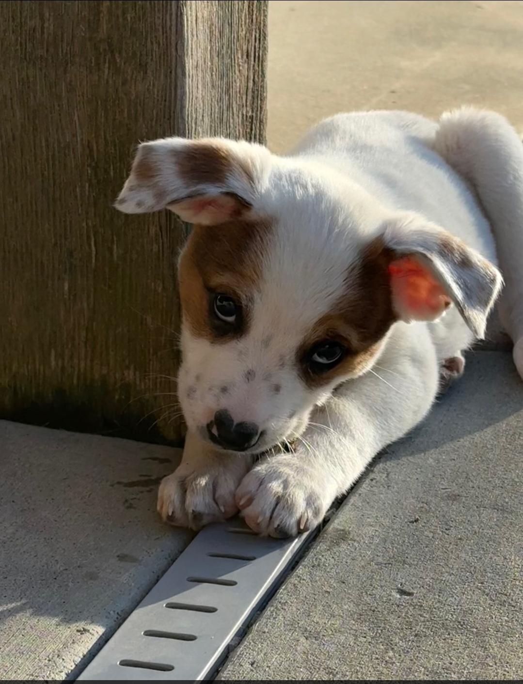 Cowboy, ADOPTABLE, Puppy Male Australian Shepherd.