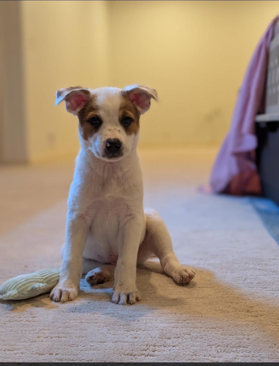 Enlarge Cowboy, a ADOPTABLE mixed breed in Plattsmouth, NE image 2/5