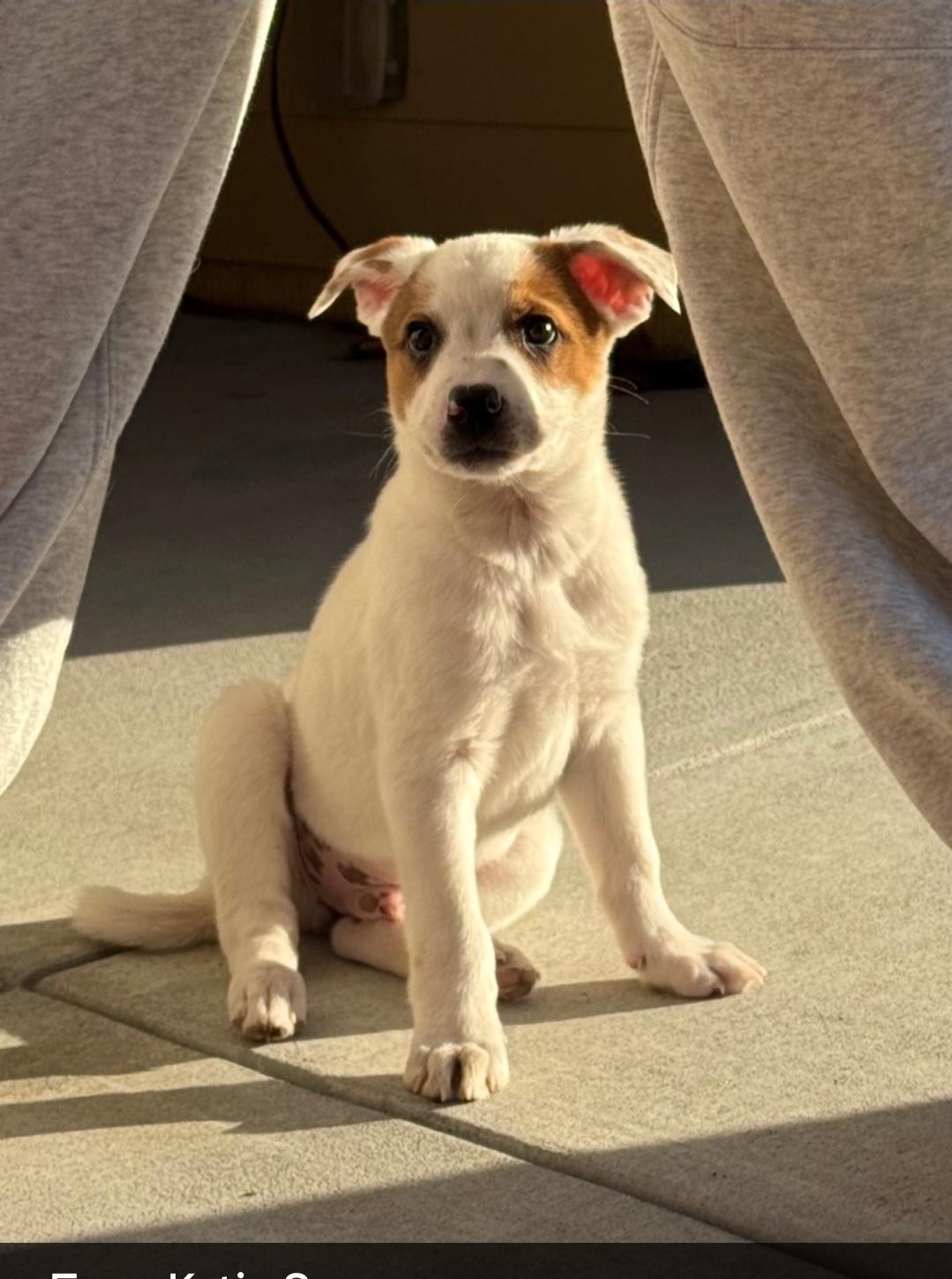 Enlarge Cowboy, a ADOPTABLE mixed breed in Plattsmouth, NE image 5/5