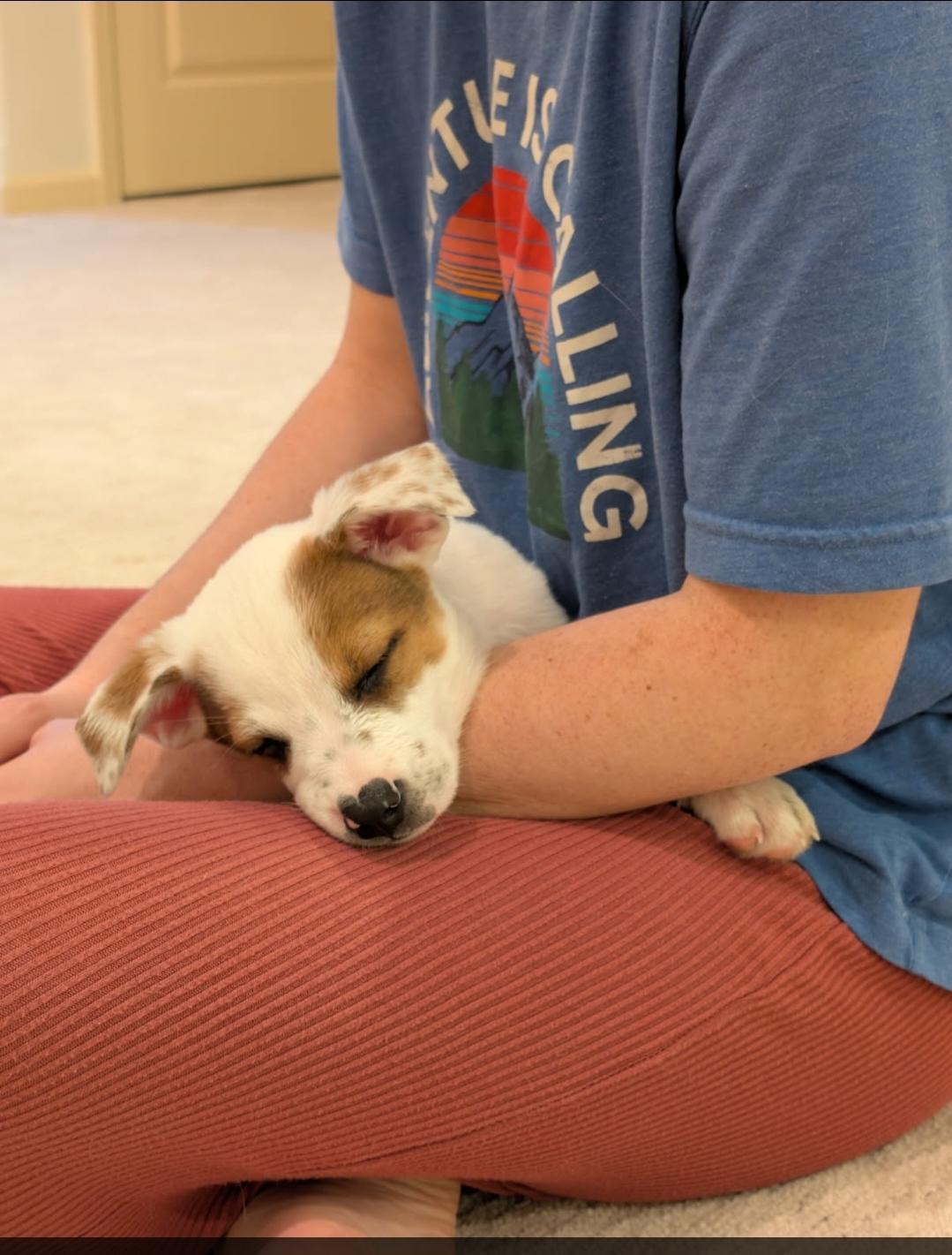Enlarge Cowboy, a ADOPTABLE mixed breed in Plattsmouth, NE image 4/5