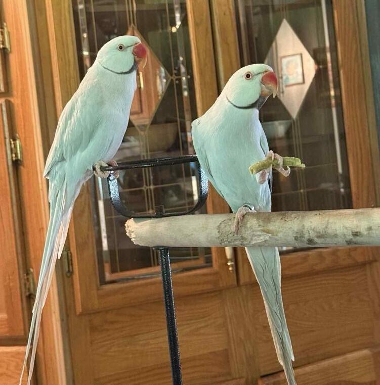 Blueberry, Adoptable, Young Male Parakeet (Other).
