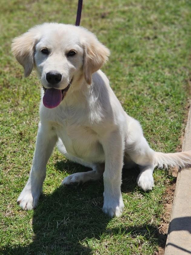 Charlie, adopted, Puppy Male Great Pyrenees & Golden Retriever.