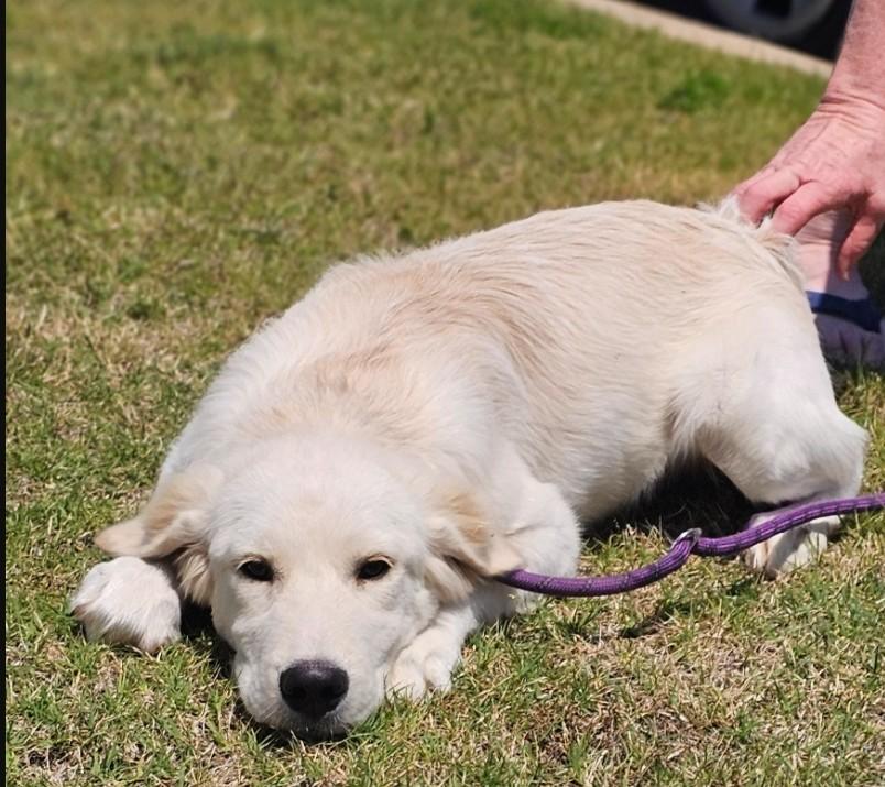 Enlarge Charlie, an adopted mixed breed in Enfield , CT image 5/6