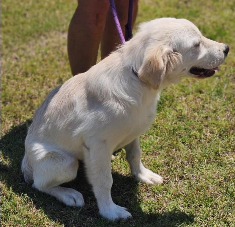 Enlarge Charlie, an adopted mixed breed in Enfield , CT image 4/6