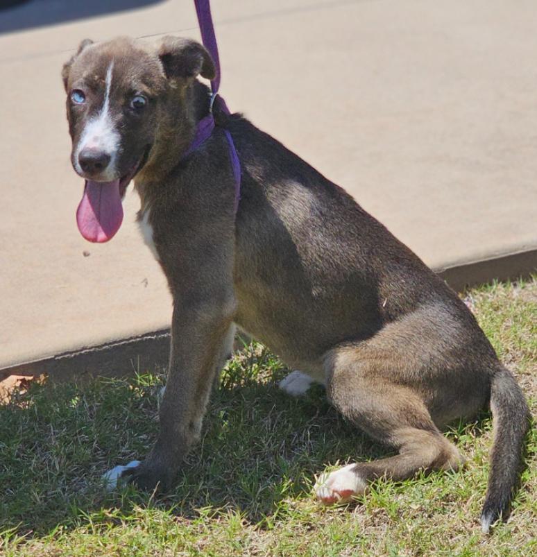 Enlarge Charlie, an adopted mixed breed in Enfield , CT image 3/6