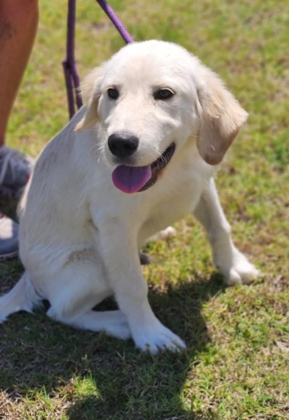 Enlarge Charlie, an adopted mixed breed in Enfield , CT image 6/6