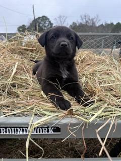 Spot, ADOPTABLE, Puppy Male Hound.