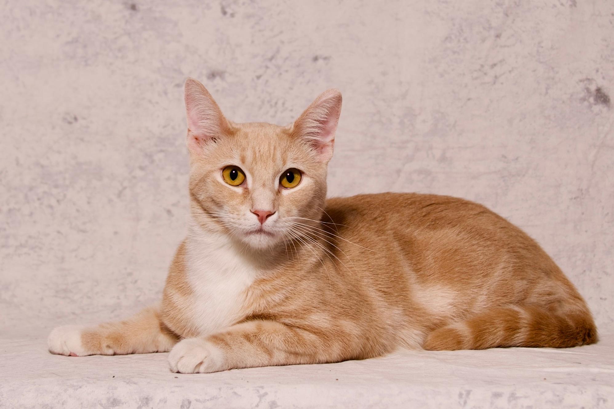 Fennekin, a Adoptable Domestic Short Hair in Riverside, CA image 1/6