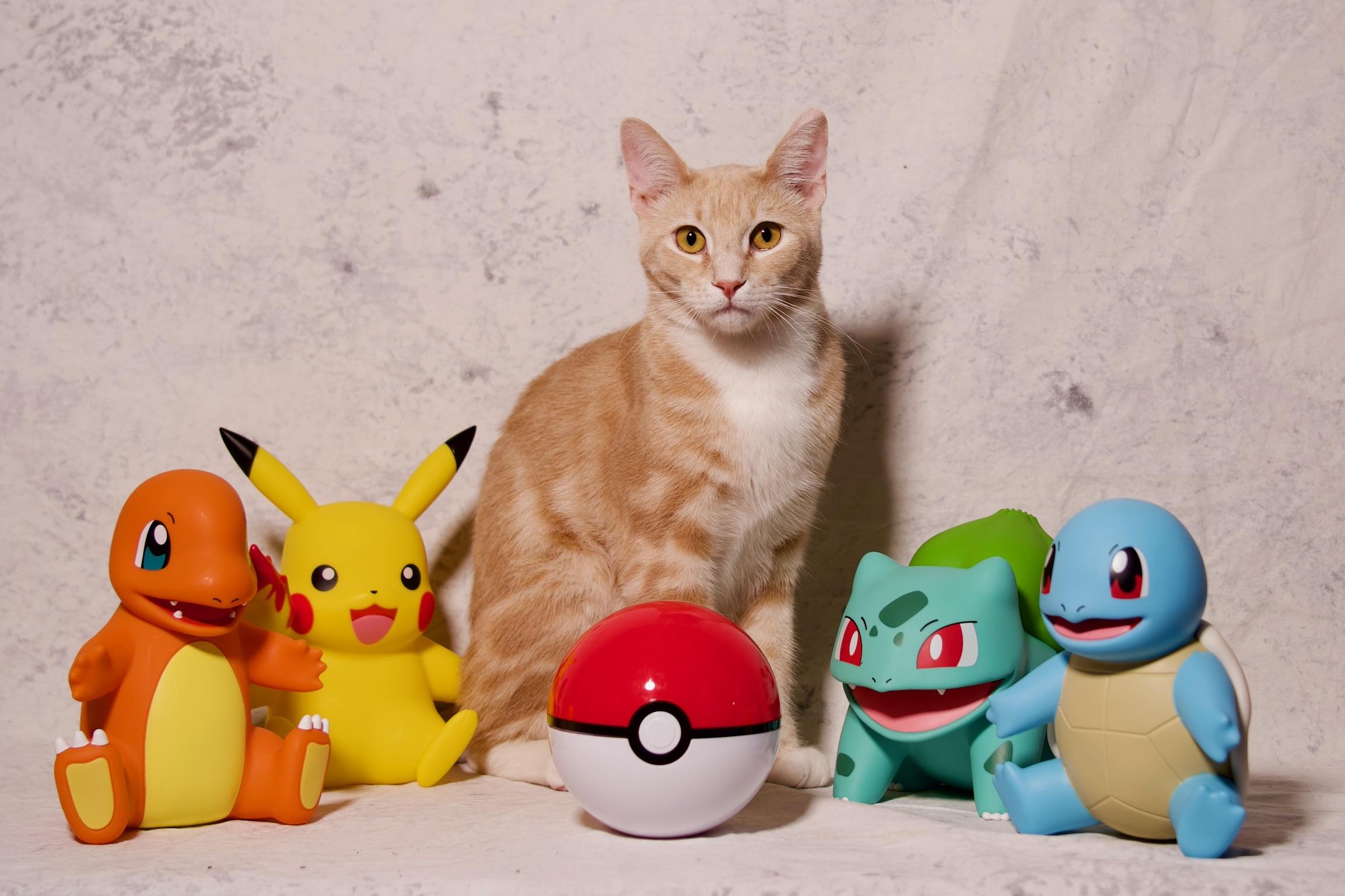 Fennekin, a Adoptable Domestic Short Hair in Riverside, CA image 3/6