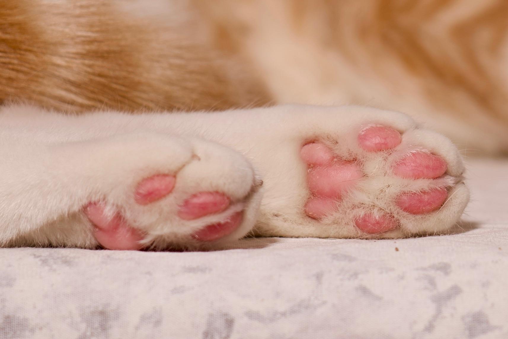 Fennekin, a Adoptable Domestic Short Hair in Riverside, CA image 4/6