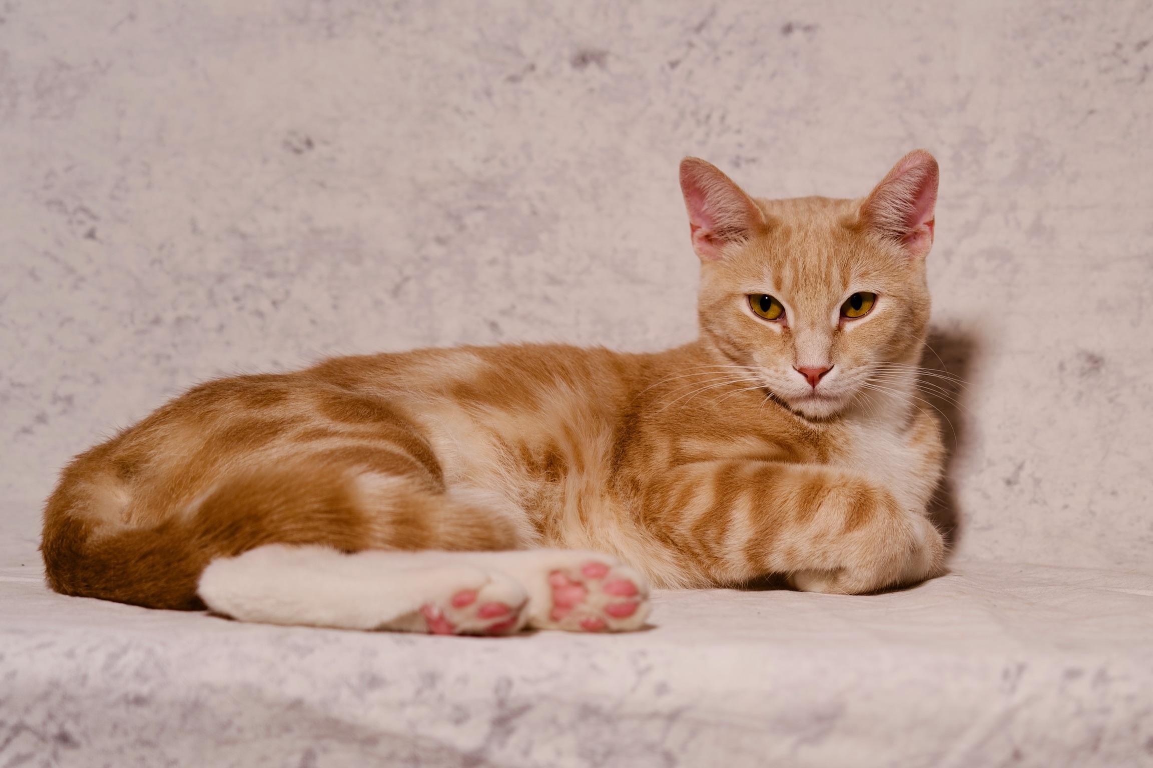 Fennekin, a Adoptable Domestic Short Hair in Riverside, CA image 5/6