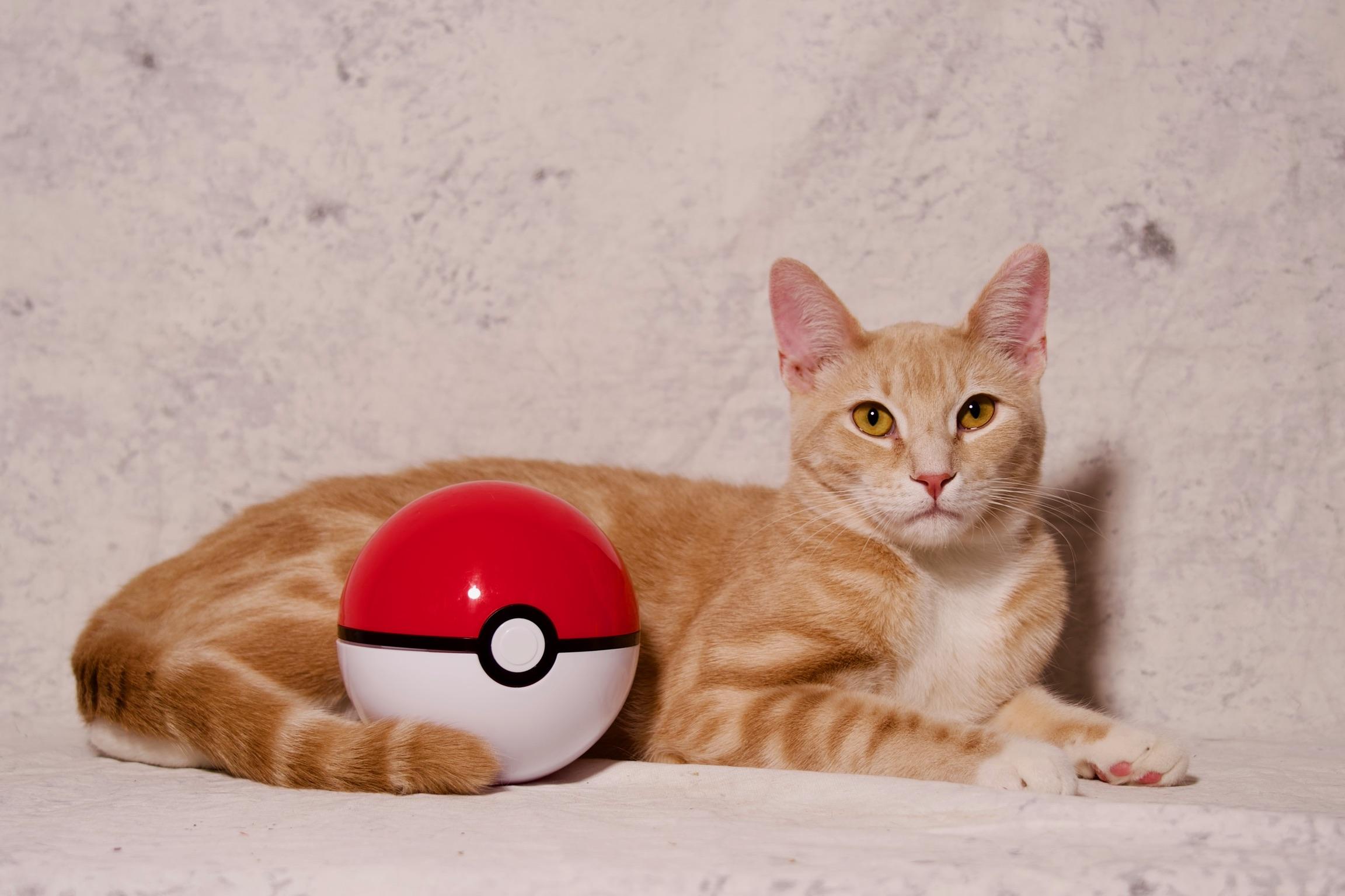 Fennekin, a Adoptable Domestic Short Hair in Riverside, CA image 6/6