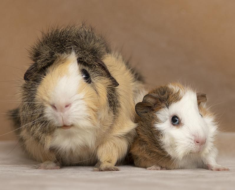 Elliot and Gillingsby, a ADOPTABLE Guinea Pig in Chicago, IL image 5/6
