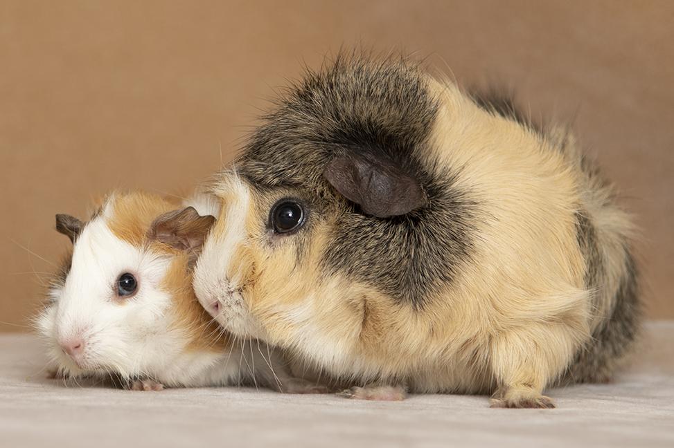 Elliot and Gillingsby, a ADOPTABLE Guinea Pig in Chicago, IL image 3/6