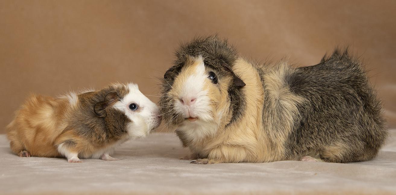 Elliot and Gillingsby, a ADOPTABLE Guinea Pig in Chicago, IL image 2/6