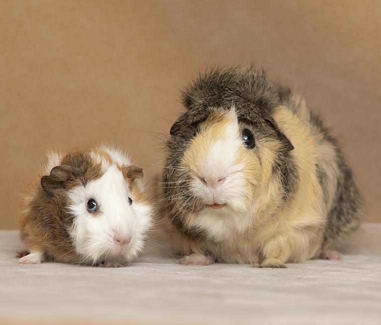 Elliot and Gillingsby, a ADOPTABLE Guinea Pig in Chicago, IL image 6/6