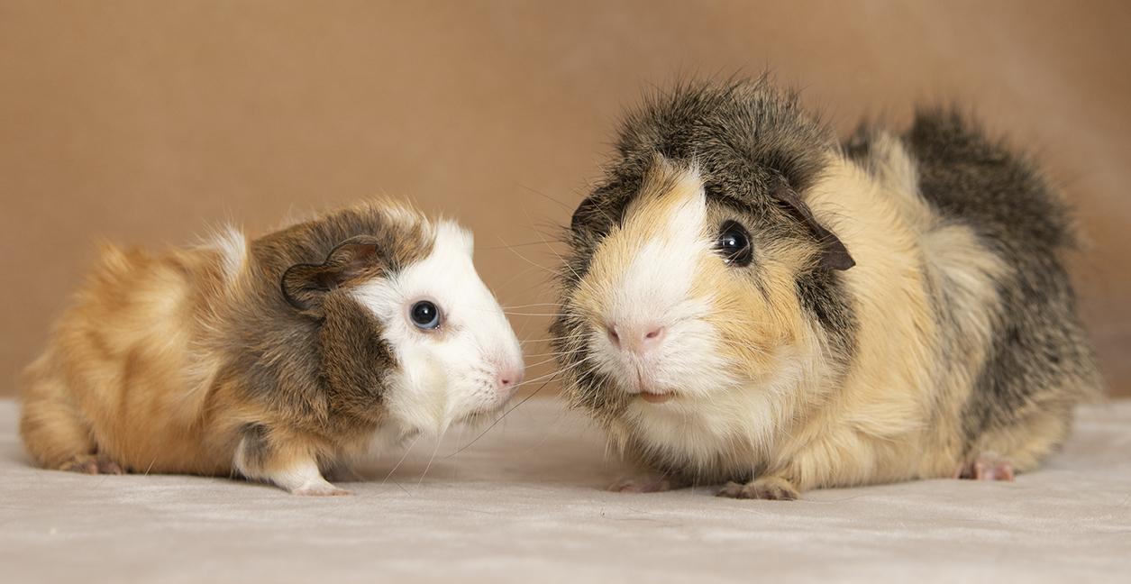 Elliot and Gillingsby, a ADOPTABLE Guinea Pig in Chicago, IL image 4/6