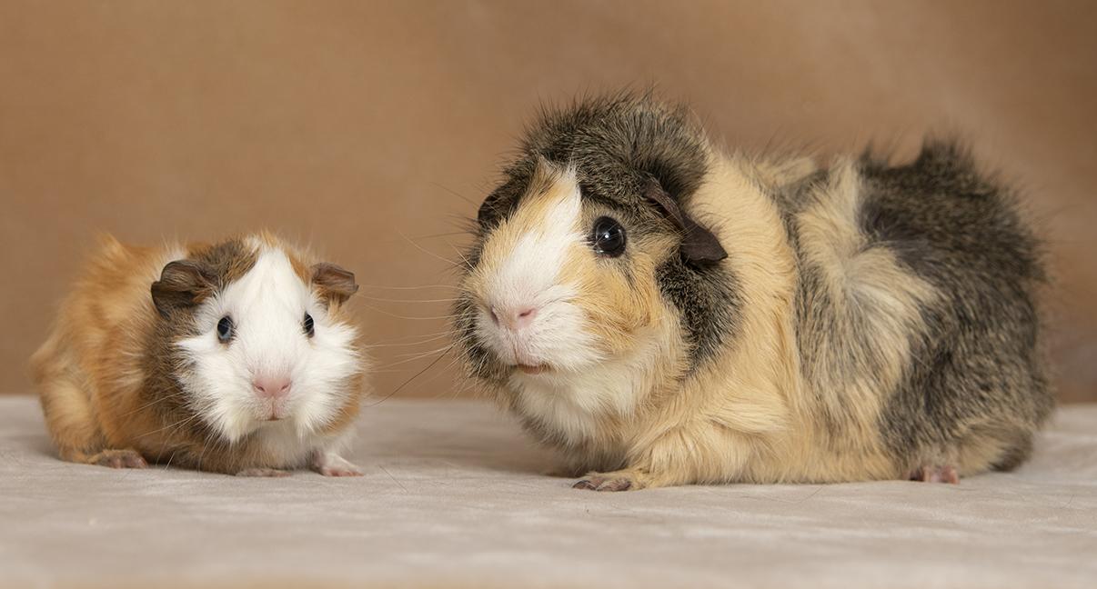 Elliot and Gillingsby, ADOPTABLE, Young Male Guinea Pig.