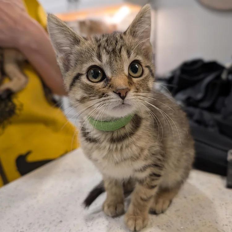 Enlarge Lake, an adopted Domestic Short Hair in Davison, MI image 4/4