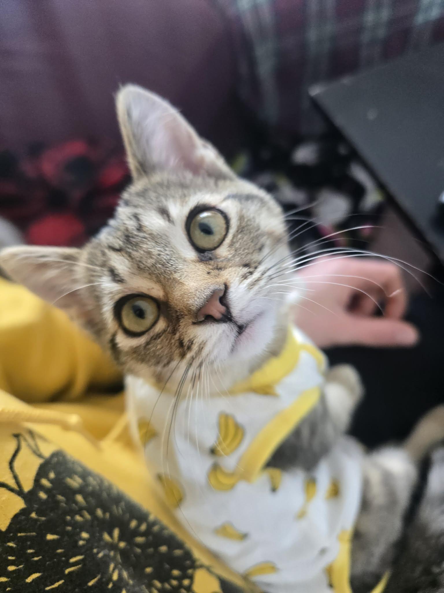 Enlarge Lake, an adopted Domestic Short Hair in Davison, MI image 1/4