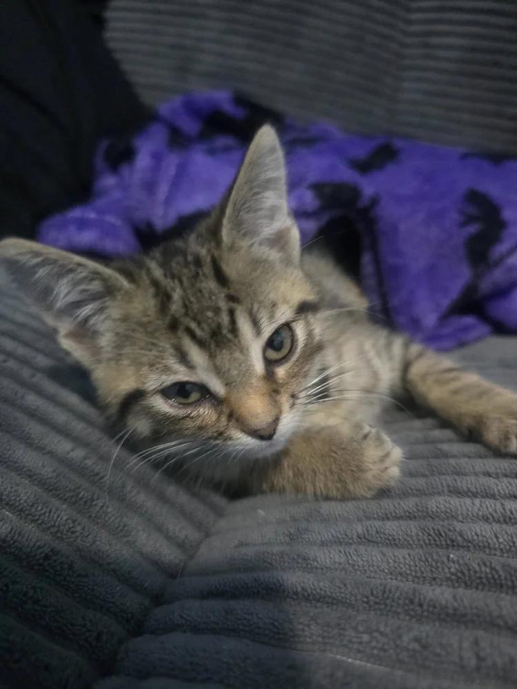 Enlarge Lake, an adopted Domestic Short Hair in Davison, MI image 3/4
