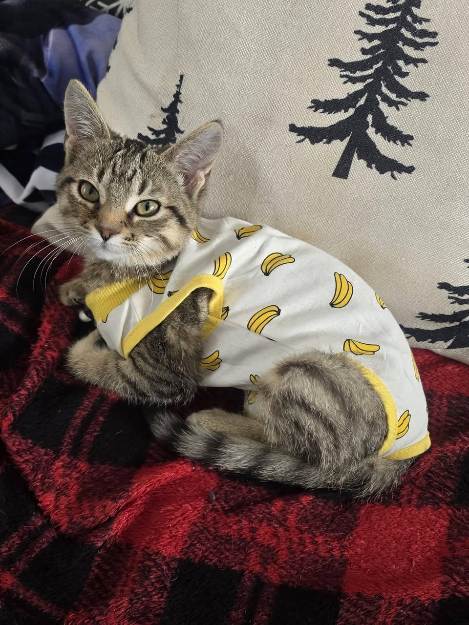 Enlarge Lake, an adopted Domestic Short Hair in Davison, MI image 2/4