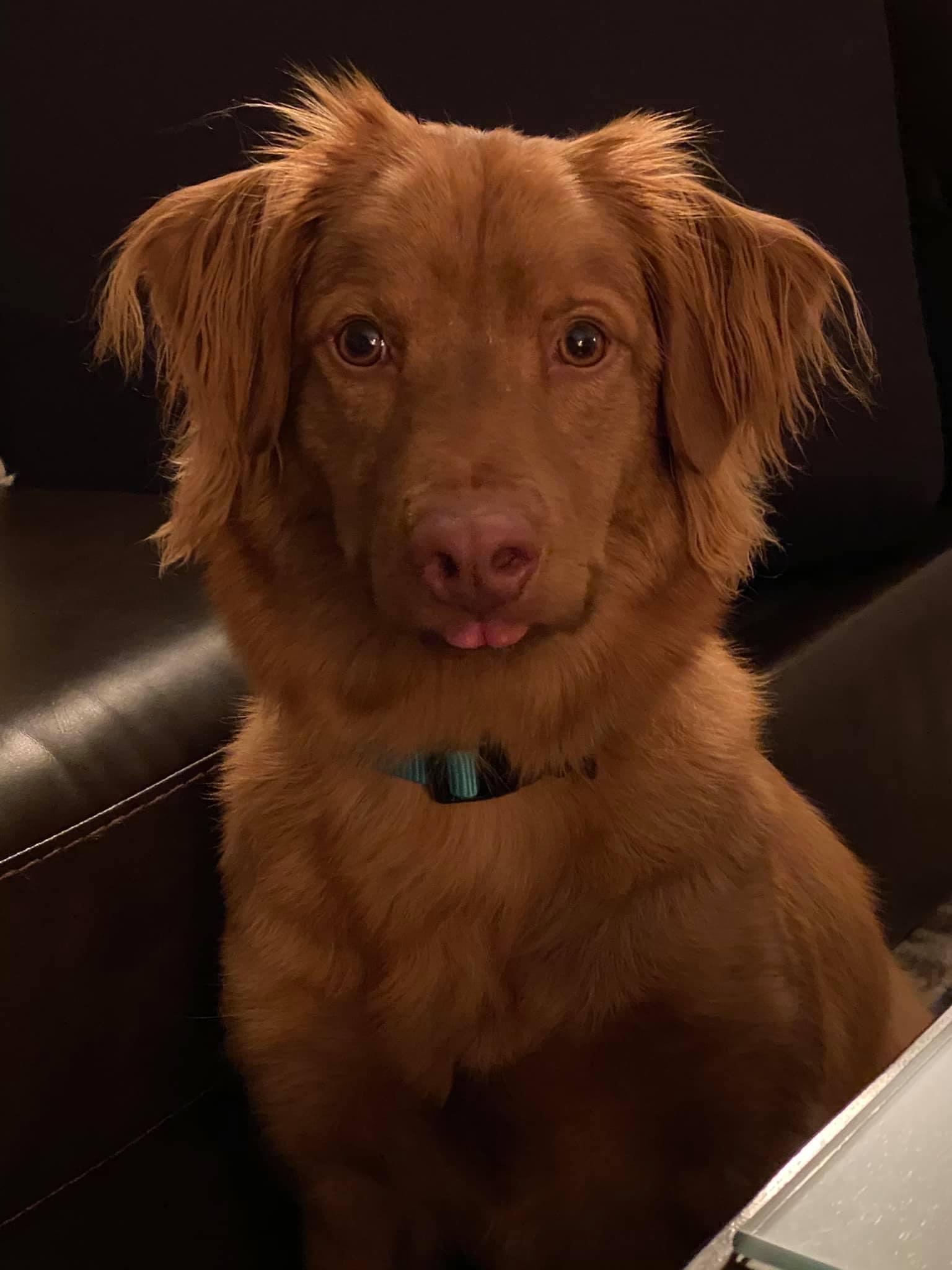 Enlarge Timber , a ADOPTABLE Nova Scotia Duck Tolling Retriever in Darien Center, NY image 4/4