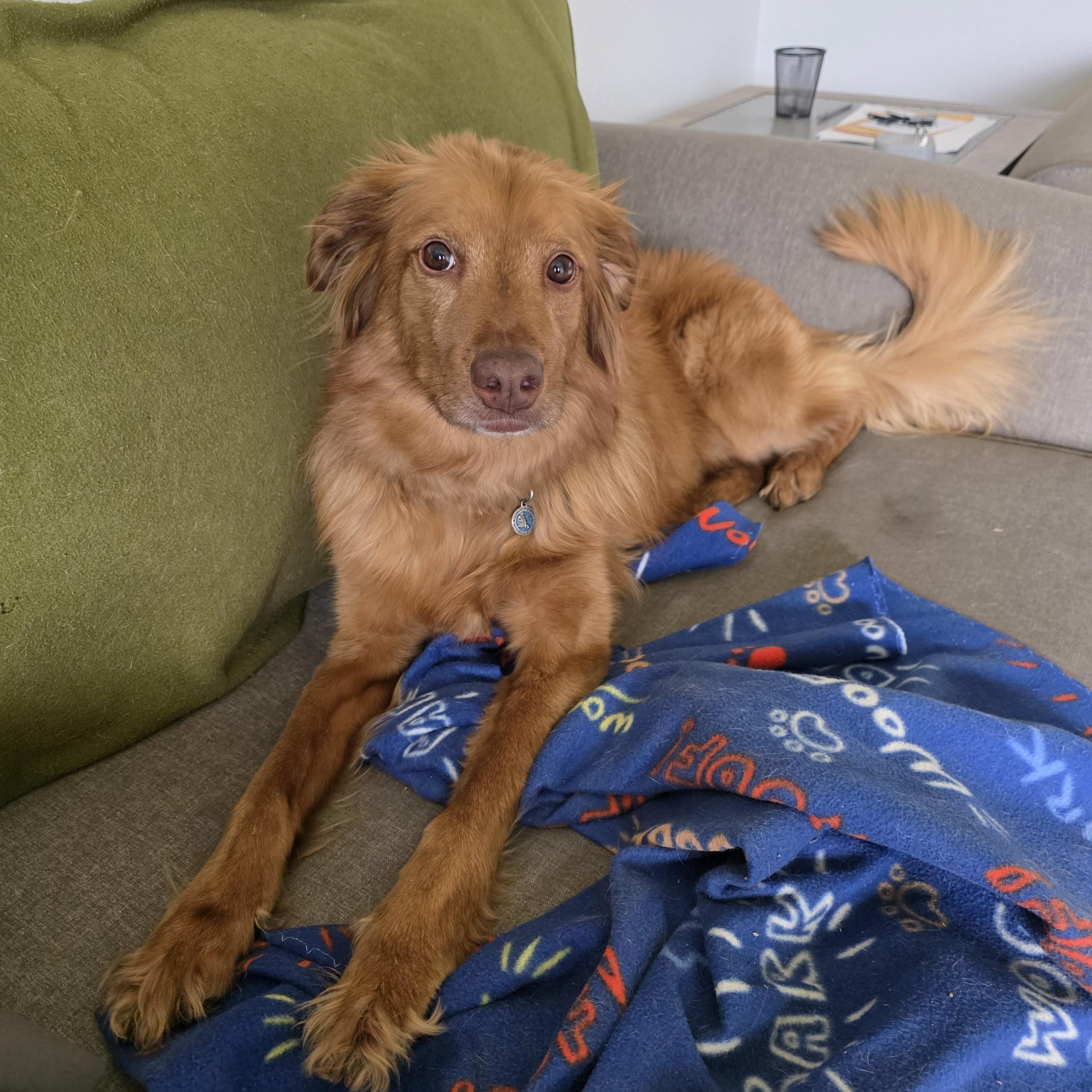 Timber , ADOPTABLE, Adult Male Nova Scotia Duck Tolling Retriever.