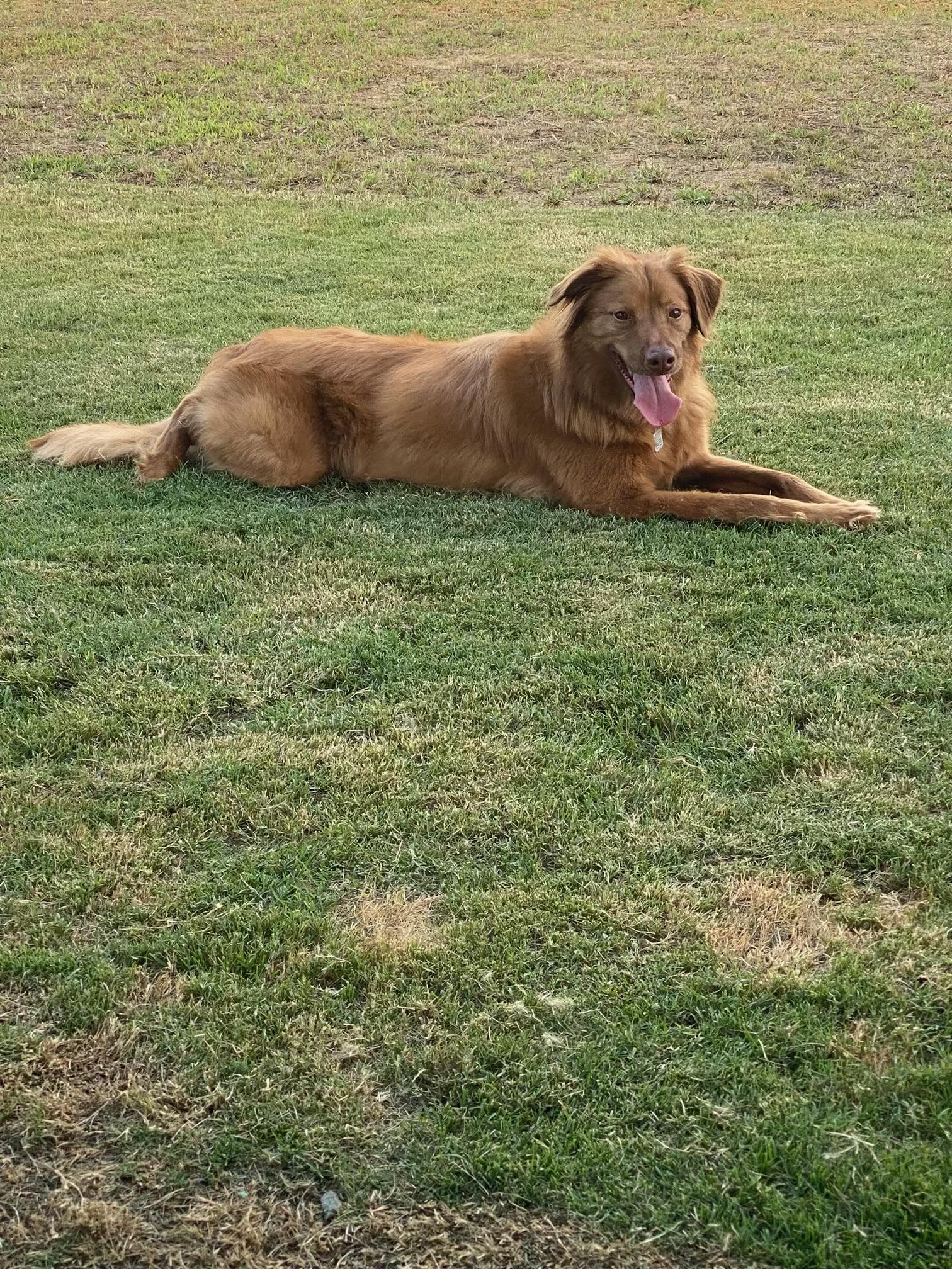Enlarge Timber , a ADOPTABLE Nova Scotia Duck Tolling Retriever in Darien Center, NY image 2/4