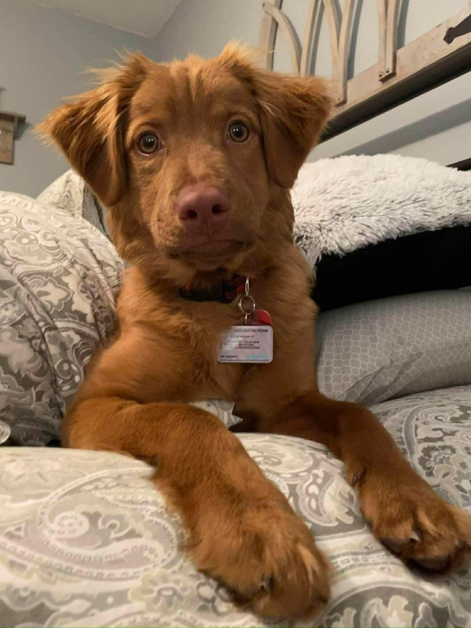 Timber , a ADOPTABLE Nova Scotia Duck Tolling Retriever in Darien Center, NY image 2/6