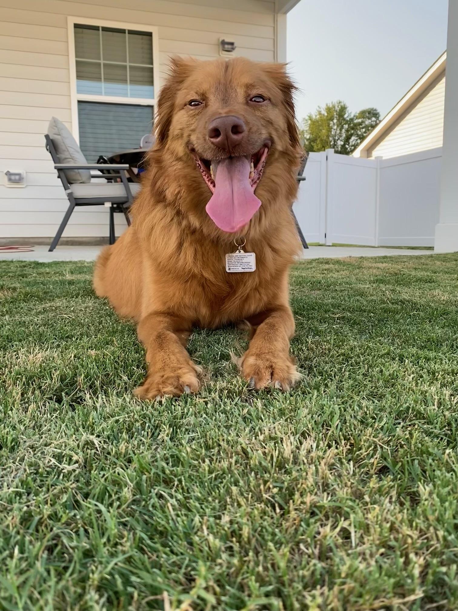 Timber , ADOPTABLE, Adult Male Nova Scotia Duck Tolling Retriever.