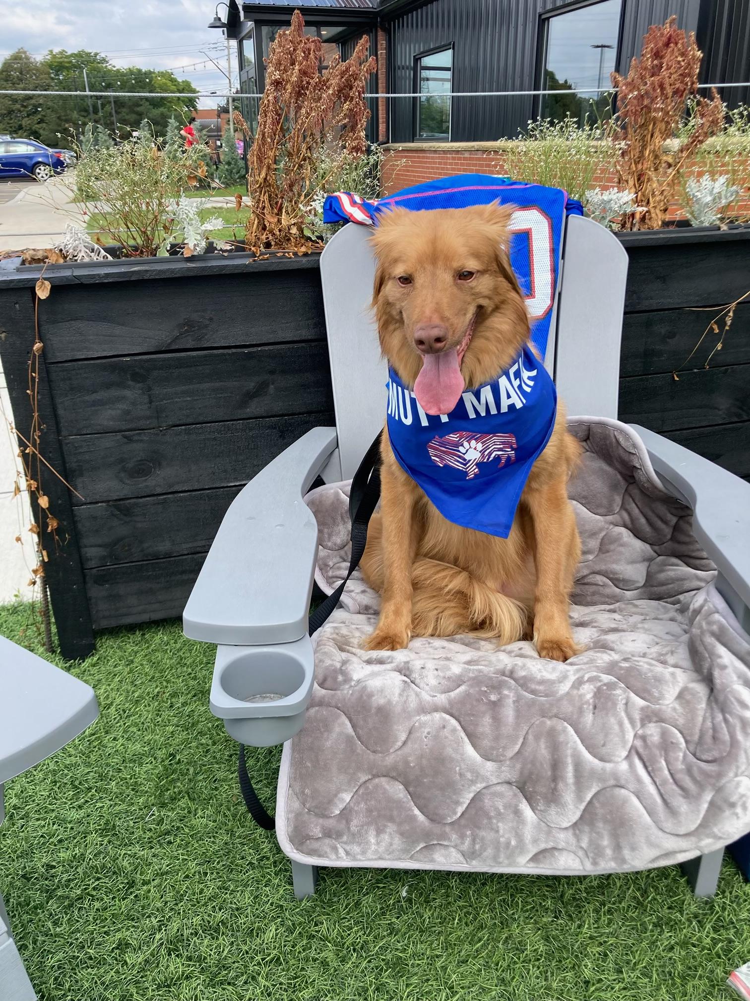 Enlarge Timber , a ADOPTABLE Nova Scotia Duck Tolling Retriever in Darien Center, NY image 3/4