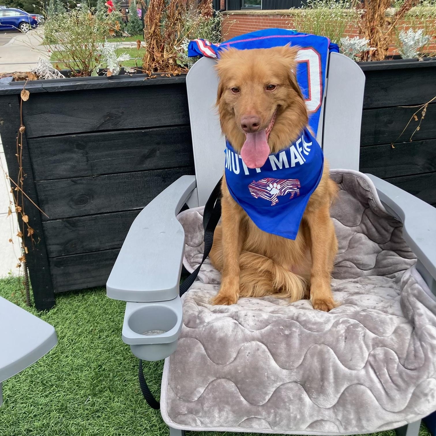 Timber , a ADOPTABLE Nova Scotia Duck Tolling Retriever in Darien Center, NY image 4/6