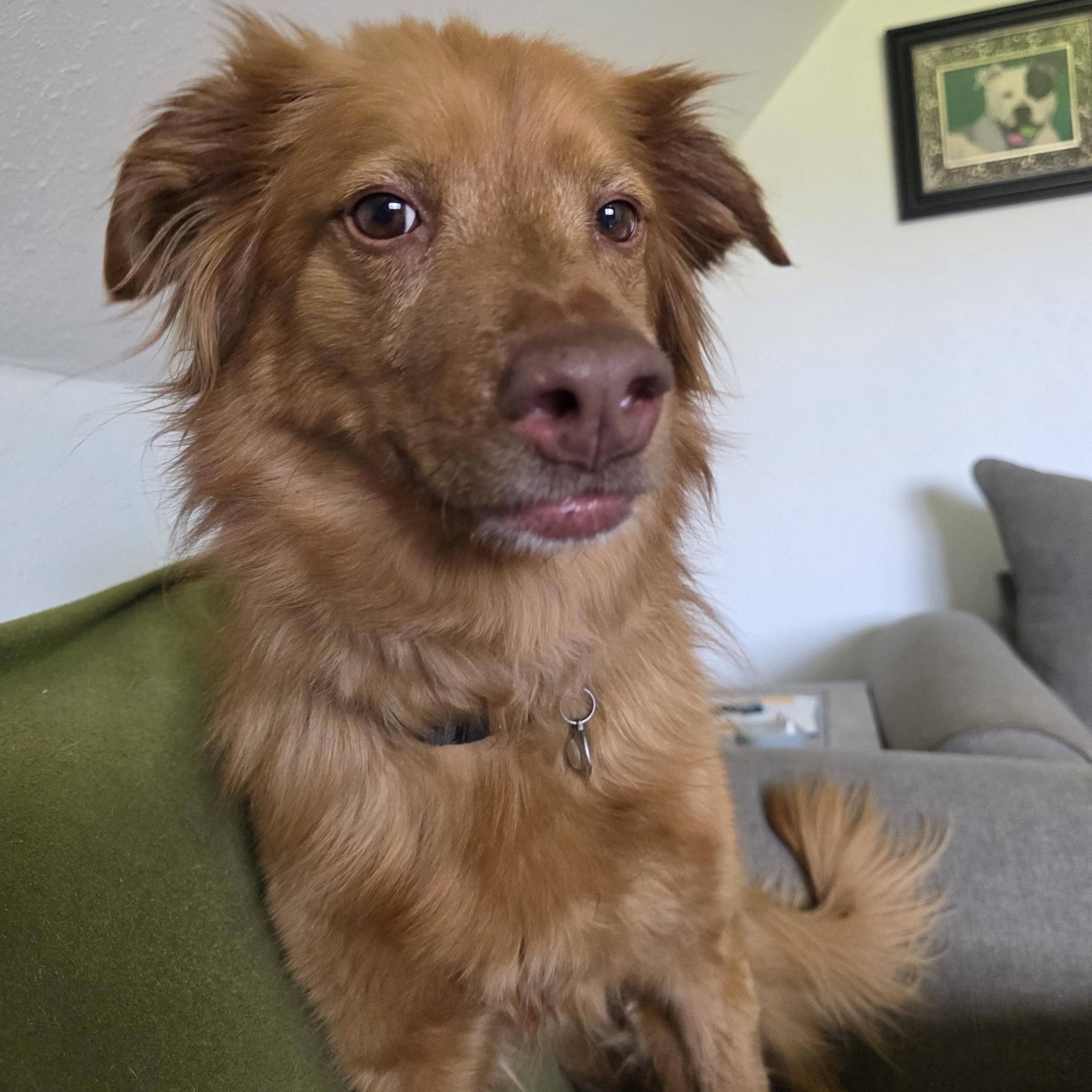 Timber , a ADOPTABLE Nova Scotia Duck Tolling Retriever in Darien Center, NY image 6/6