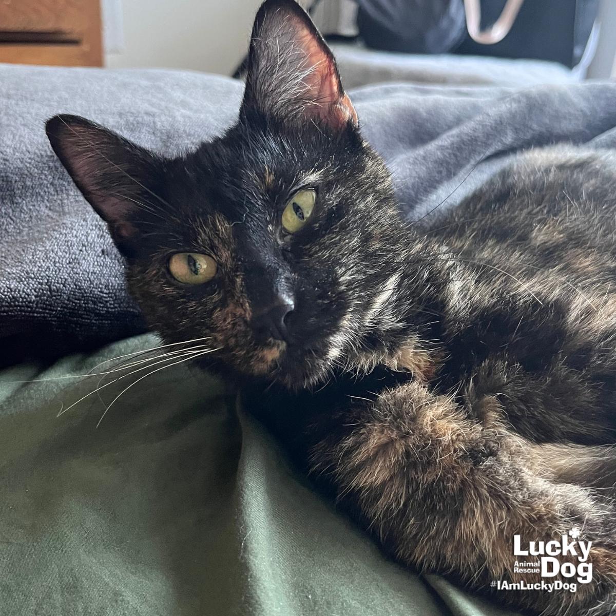 Enlarge Rain, a Adopted Domestic Short Hair in Washington, DC image 2/3