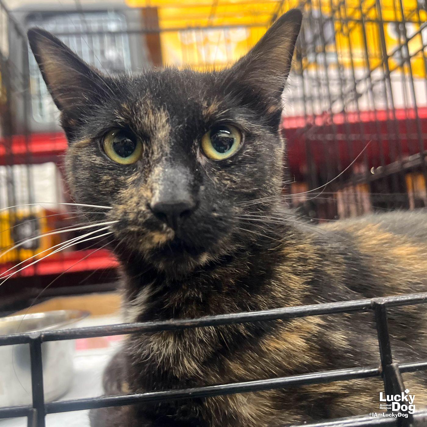 Enlarge Rain, a Adopted Domestic Short Hair in Washington, DC image 3/3