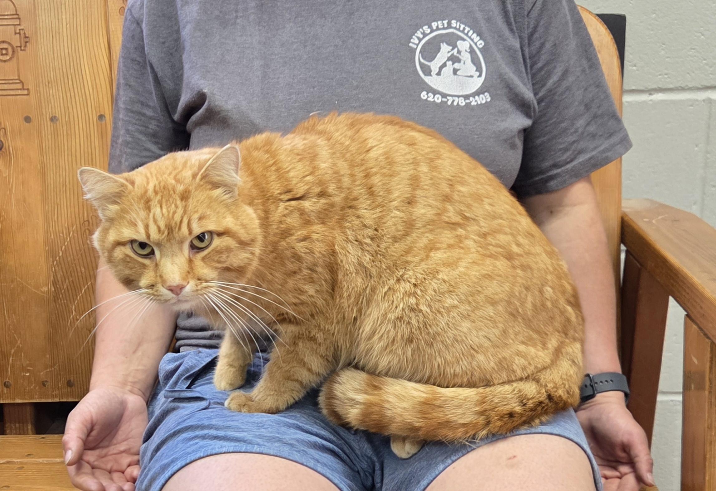 Corn Chip, ADOPTABLE, Adult Male Domestic Short Hair.