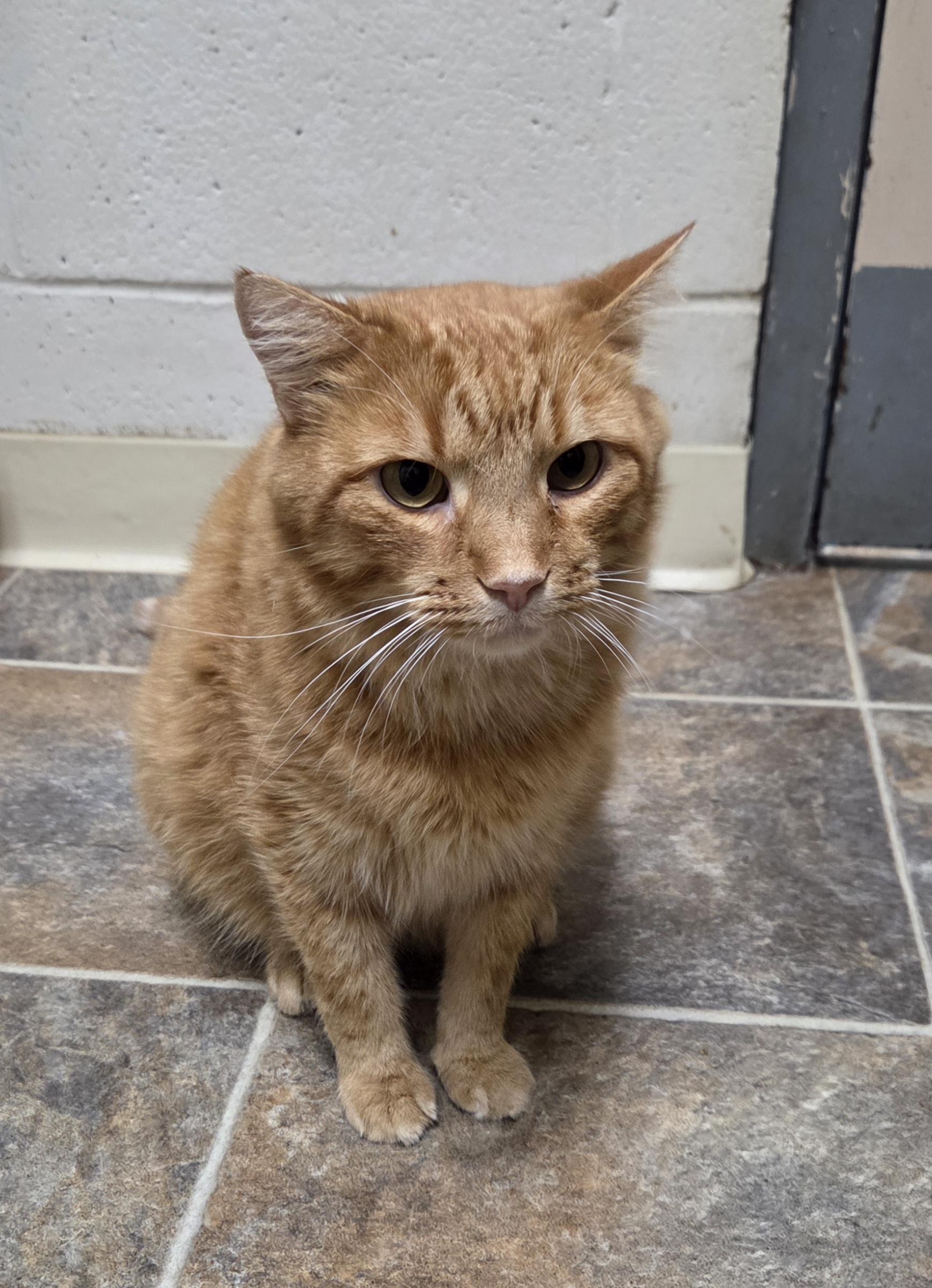 Corn Chip, ADOPTABLE, Adult Male Domestic Short Hair.