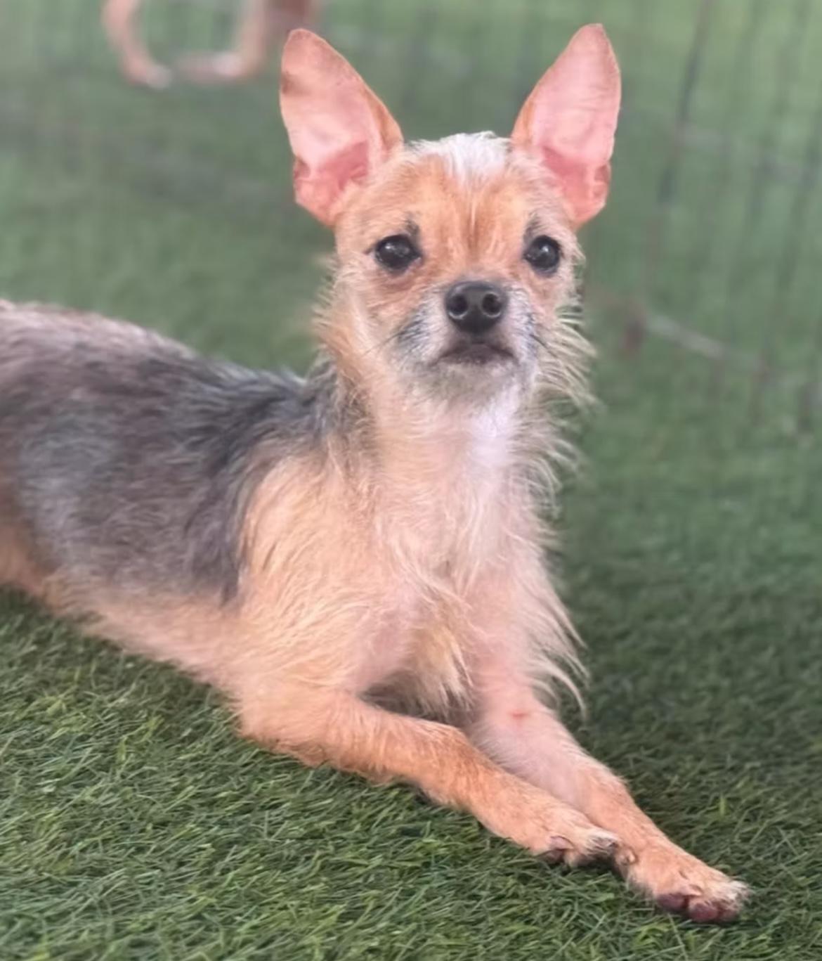 Enlarge Mohawk, a Adoptable Chihuahua in Thornhill, ON image 1/1