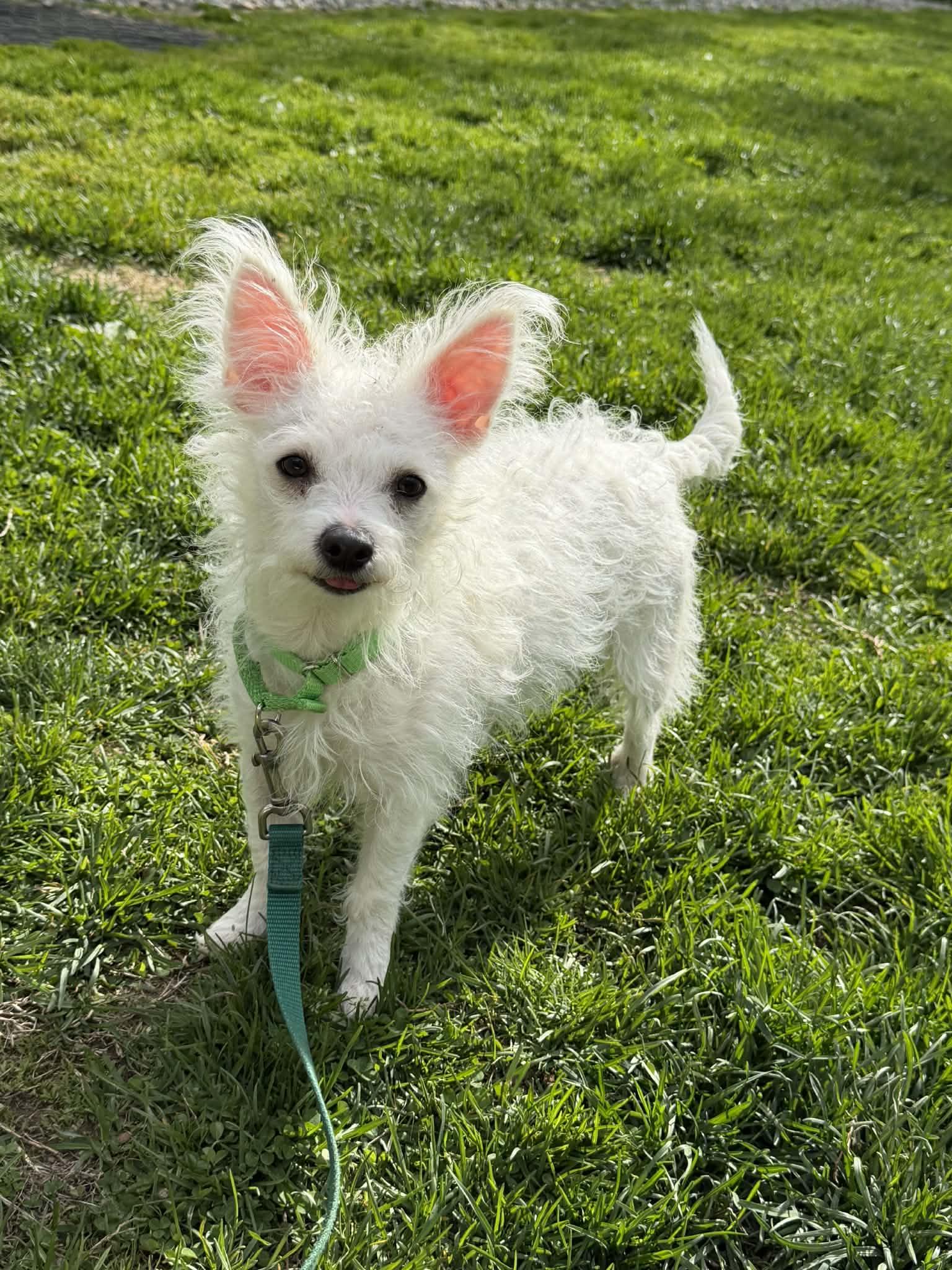 MARSHA Brady Bunch, Adoptable, Adult Female Maltese & Chihuahua.