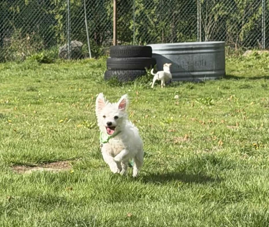 MARSHA Brady Bunch, a Adoptable mixed breed in Terryville, CT image 2/6