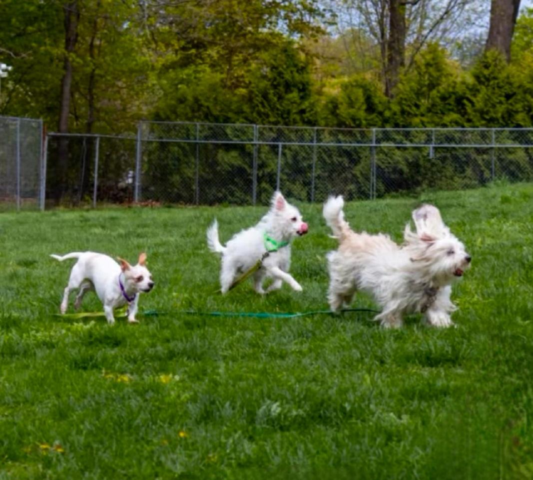 MARSHA Brady Bunch, a Adoptable mixed breed in Terryville, CT image 3/6
