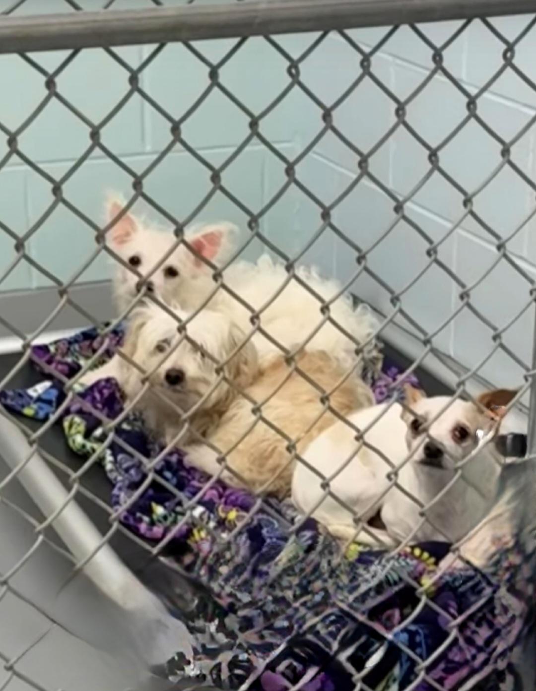 MARSHA Brady Bunch, a Adoptable mixed breed in Terryville, CT image 5/6